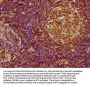 HHEX Antibody