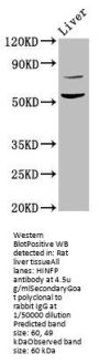 HINFP Antibody