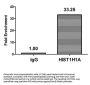 HIST1H1A (Ab-21) Antibody