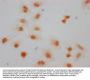 Formyl-HIST1H1B (K66) Antibody