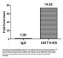 Acetyl-HIST1H1B (K16) Antibody