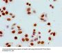Phospho-HIST1H1B (S17) Antibody