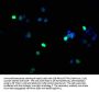 Phospho-HIST1H1B (S17) Antibody