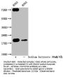 Formyl-HIST1H1C (K109) Antibody