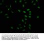 Formyl-HIST1H1C (K109) Antibody