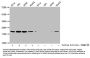 2-hydroxyisobutyryl-HIST1H1C (K109) Antibody