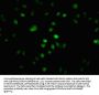 2-hydroxyisobutyryl-HIST1H1C (K109) Antibody
