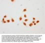 2-hydroxyisobutyryl-HIST1H1C (K116) Antibody