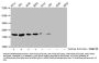 2-hydroxyisobutyryl-HIST1H1C (K158) Antibody