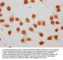 2-hydroxyisobutyryl-HIST1H1C (K158) Antibody