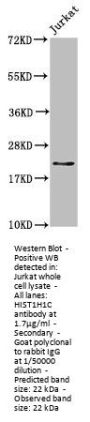 HIST1H1C (Ab-164) Antibody