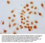 2-hydroxyisobutyryl-HIST1H1C (K168) Antibody