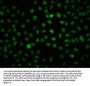 2-hydroxyisobutyryl-HIST1H1C (K168) Antibody