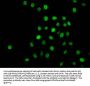 2-hydroxyisobutyryl-HIST1H1C (K22) Antibody