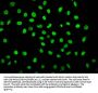2-hydroxyisobutyryl-HIST1H1C (K25) Antibody