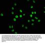 Formyl-HIST1H1C (K45) Antibody