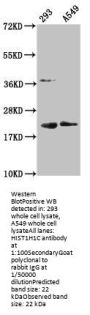 Mono-methyl-HIST1H1C (K45) Antibody