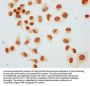 Mono-methyl-HIST1H1C (K45) Antibody