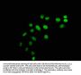 Mono-methyl-HIST1H1C (K45) Antibody