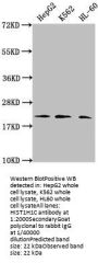 Di-methyl-HIST1H1C (K45) Antibody