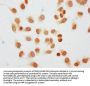 Di-methyl-HIST1H1C (K45) Antibody