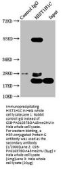 Di-methyl-HIST1H1C (K45) Antibody