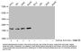 Acetyl-HIST1H1C (K84) Antibody
