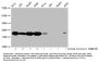 Formyl-HIST1H1C (K96) Antibody