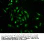 Formyl-HIST1H1C (K96) Antibody