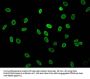 Acetyl-HIST1H1C (K16) Antibody