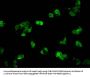 HIST1H1C (Ab-16) Antibody