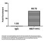 HIST1H1C (Ab-16) Antibody
