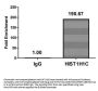 Mono-methyl-HIST1H1C (K186) Antibody