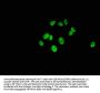 Mono-methyl-HIST1H1C (K186) Antibody
