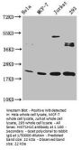 HIST1H1C (Ab-186) Antibody