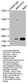 HIST1H1C (Ab-186) Antibody