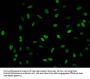 Acetyl-HIST1H1C (K62) Antibody
