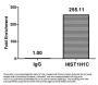 Acetyl-HIST1H1C (K96) Antibody