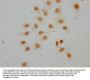 Mono-methyl-HIST1H1D (K16) Antibody