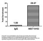 HIST1H1D (Ab-179) Antibody