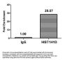 Phospho-HIST1H1D (T179) Antibody