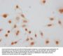 Phospho-HIST1H1E (S26) Antibody