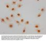 Formyl-HIST1H1E (K63) Antibody