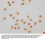 Mono-methyl-HIST1H1E (K63) Antibody