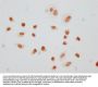 Phospho-HIST1H1E (T145) Antibody