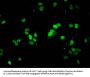 Mono-methyl-HIST1H1E (K147) Antibody