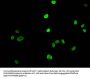Acetyl-HIST1H1E (K16) Antibody