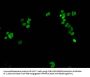 Di-methyl-HIST1H1E (K16) Antibody