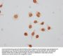 Phospho-HIST1H1E (T17) Antibody