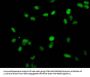 Mono-methyl-HIST1H1E (K25) Antibody